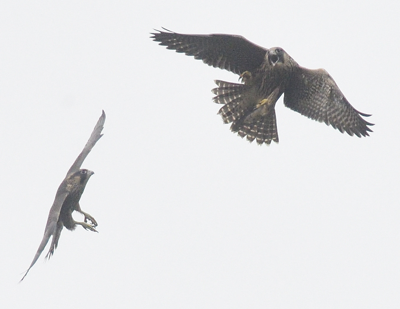 These are two young doing mock battle in the sky with each other. They do no harm during these talon displays, and they develop valuable flying skills that will help them in the future. Young peregrines have vertical stripes on the chest and have more of a brown shade in their plumage compared to the adult’s gray plumage.